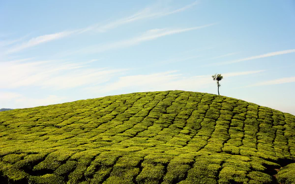 green nature hill field HD Desktop Wallpaper | Background Image