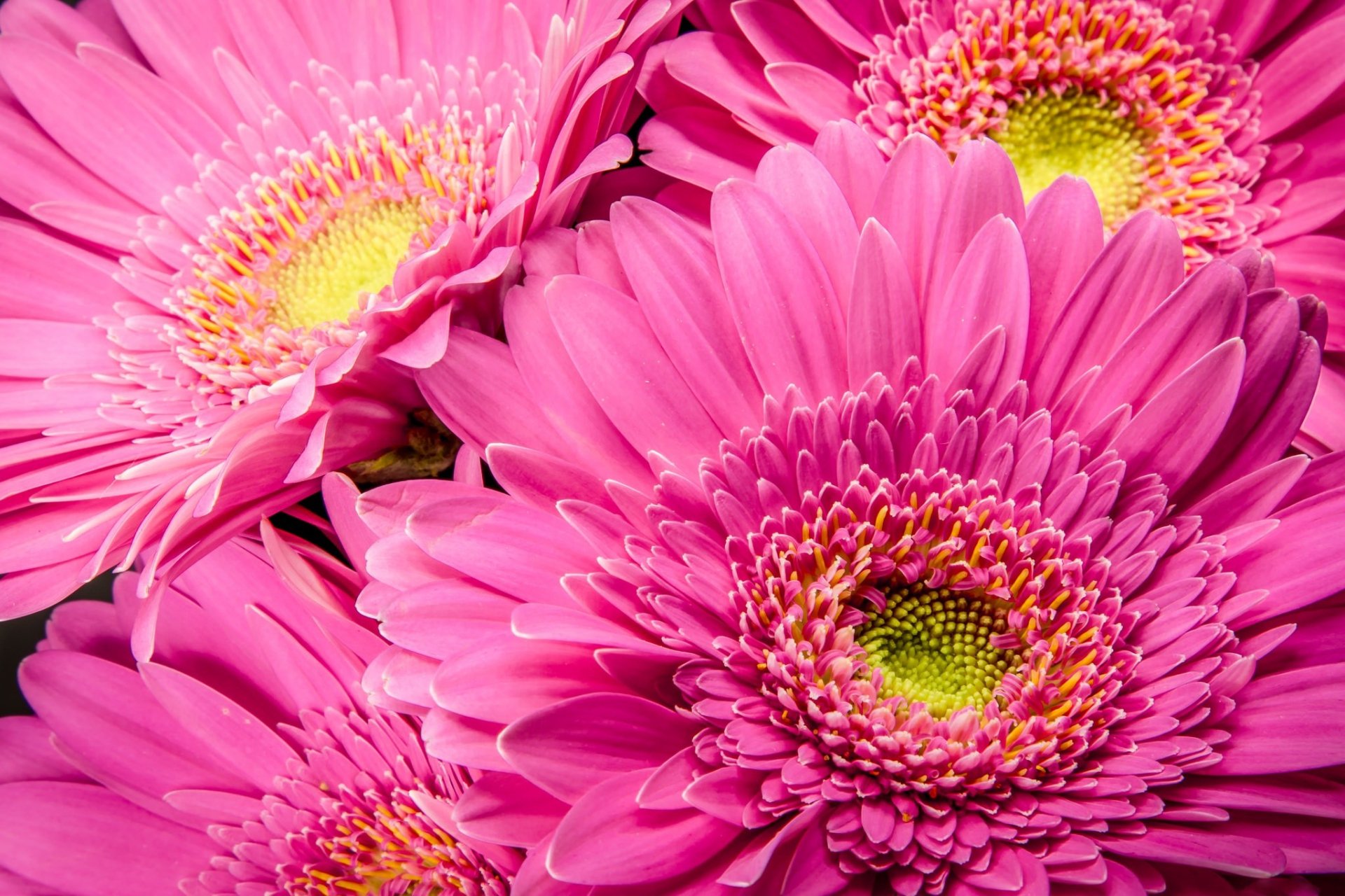 Pink Gerberas HD Wallpaper Background Image 2048x1365