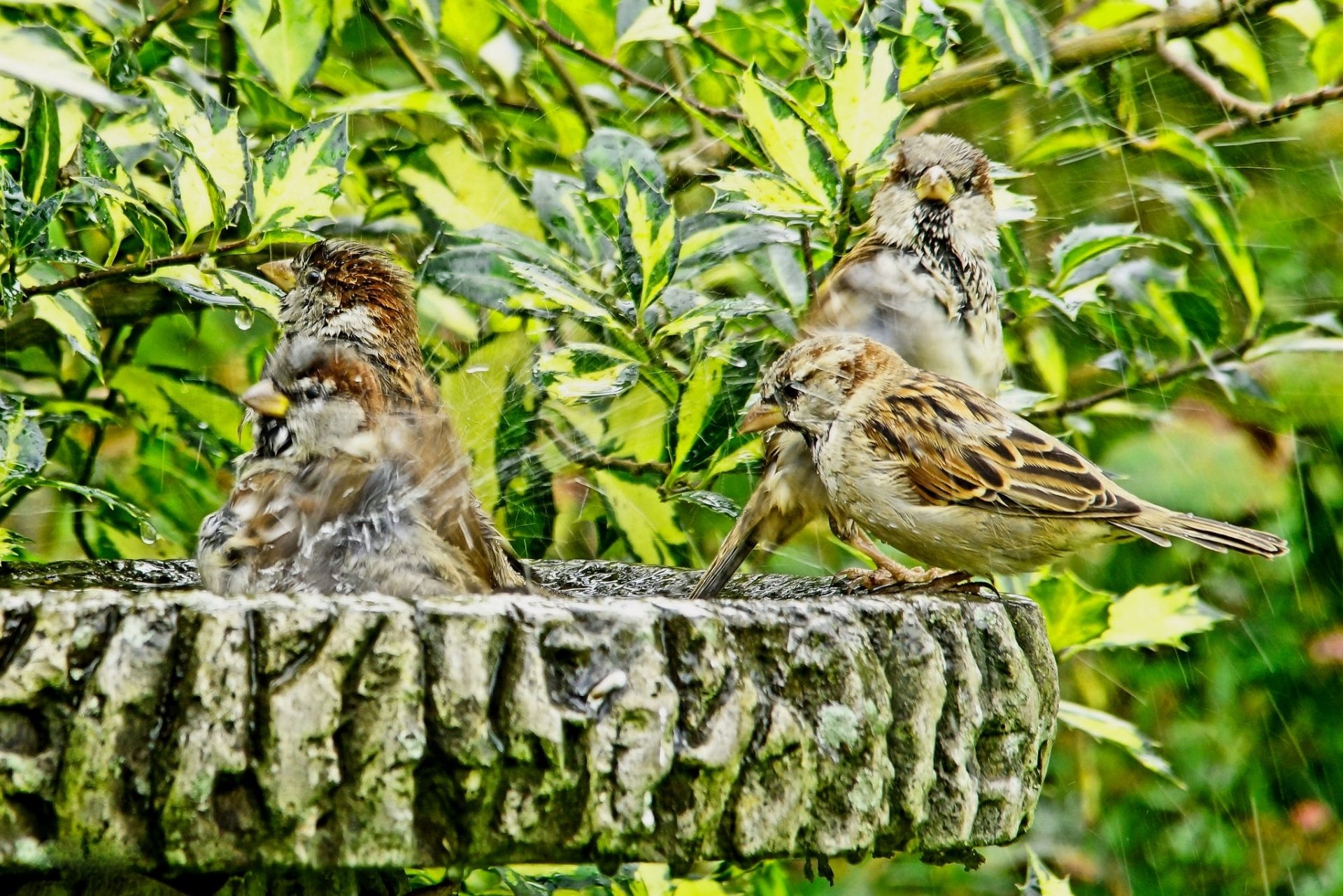 HD PC desktop wallpaper/background: three sparrows (birds/animals) splashing on a stone fountain rim, framed by lush green foliage.