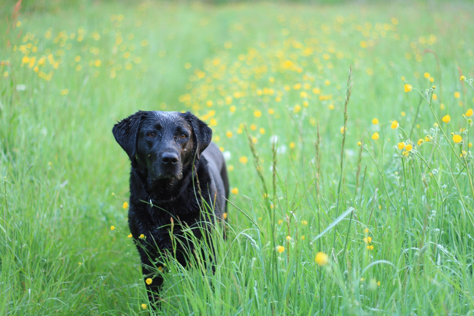 Download Yellow Flower Blur Muzzle Grass Dog Animal Labrador Retriever ...