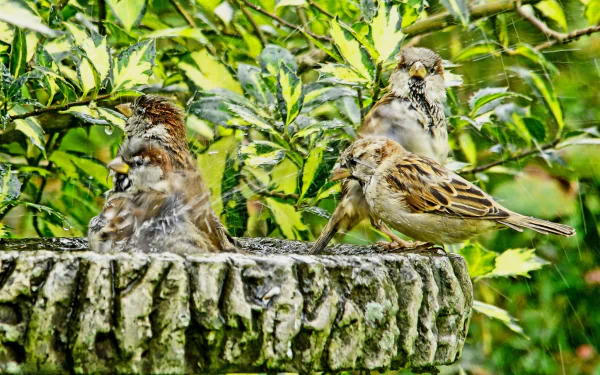 HD PC desktop wallpaper/background: three sparrows (birds/animals) splashing on a stone fountain rim, framed by lush green foliage.
