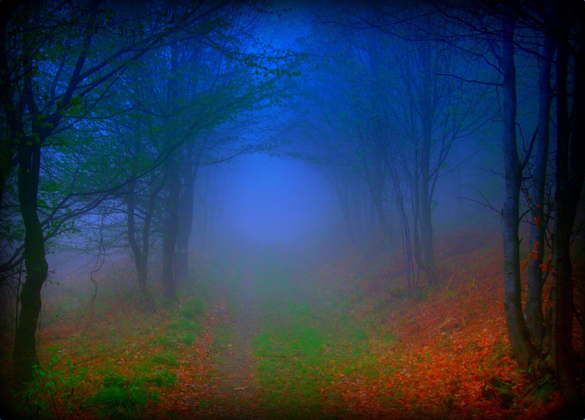 Foggy Autumn Forest Hd Wallpaper Background Image 1920x1379