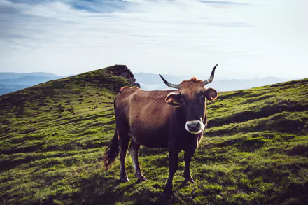 A serene 4K Ultra HD image of a brown cow standing on lush green hills, under a bright sky, showcasing the beauty of rural landscape.
