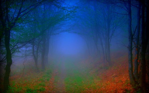 Nature Fog Forest Fall Road Path HD Wallpaper | Background Image