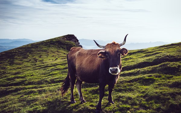 220+ Cow HD Wallpapers | Background Images