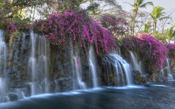 Nature Waterfall Waterfalls Pond Flower Purple Flower HD Wallpaper | Background Image