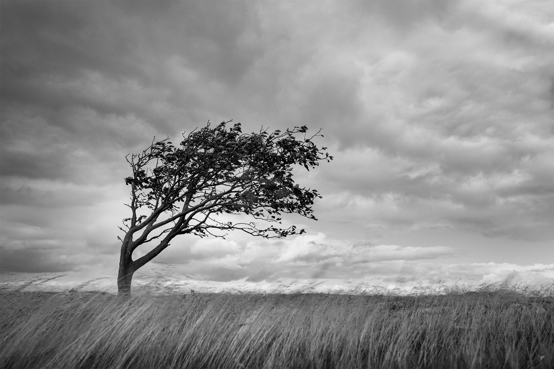 Download Black & White Cloud Grass Lonely Tree Nature Tree HD Wallpaper