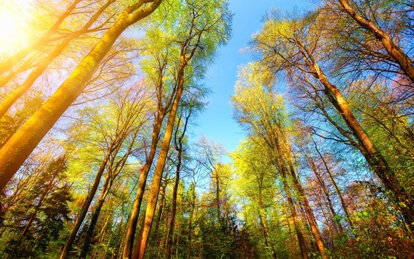 Earth Forest Nature Tree Treetops Sunny HD Wallpaper | Background Image
