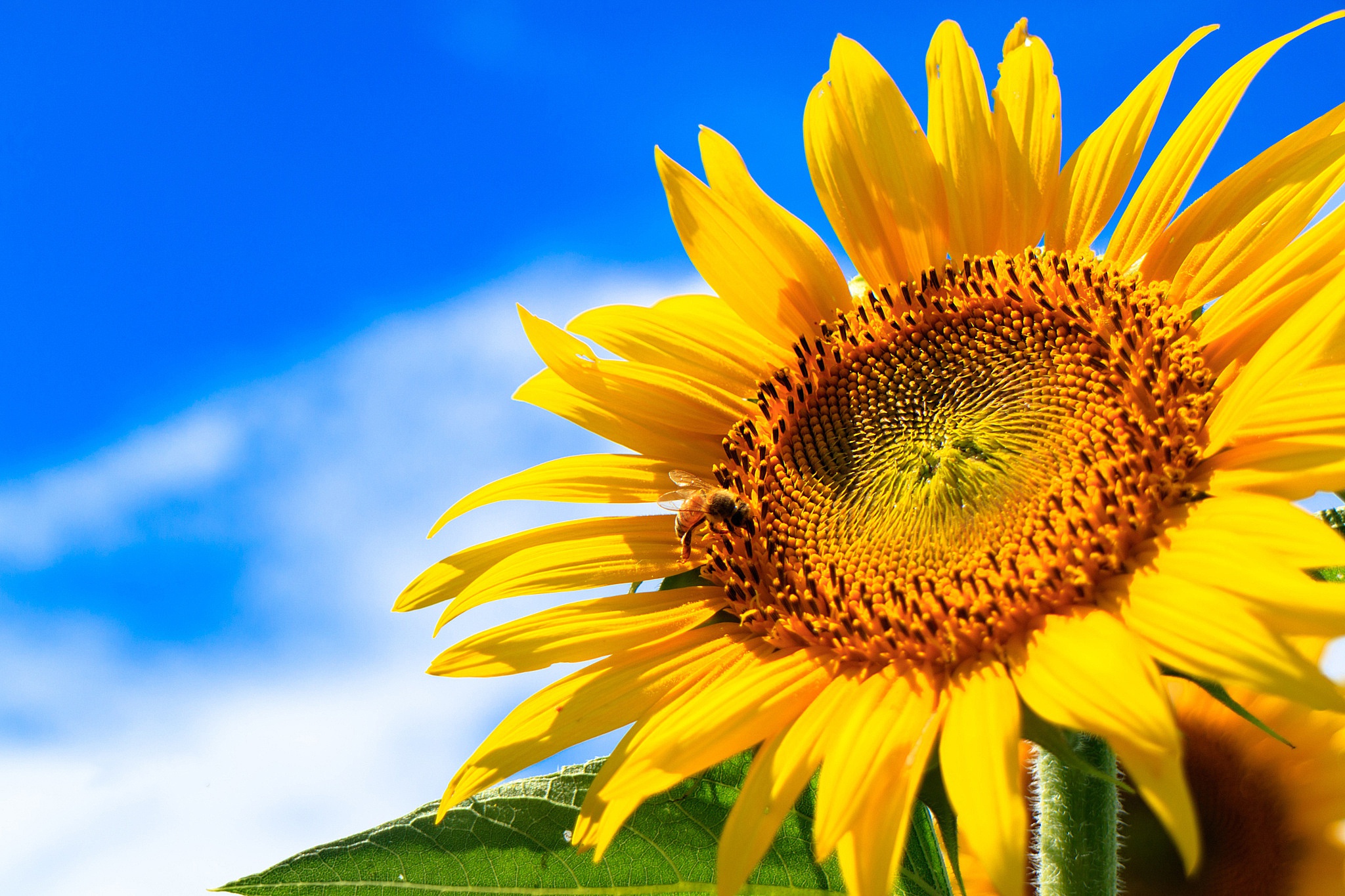 Download Yellow Flower Close Up Summer Flower Nature Sunflower Hd Wallpaper