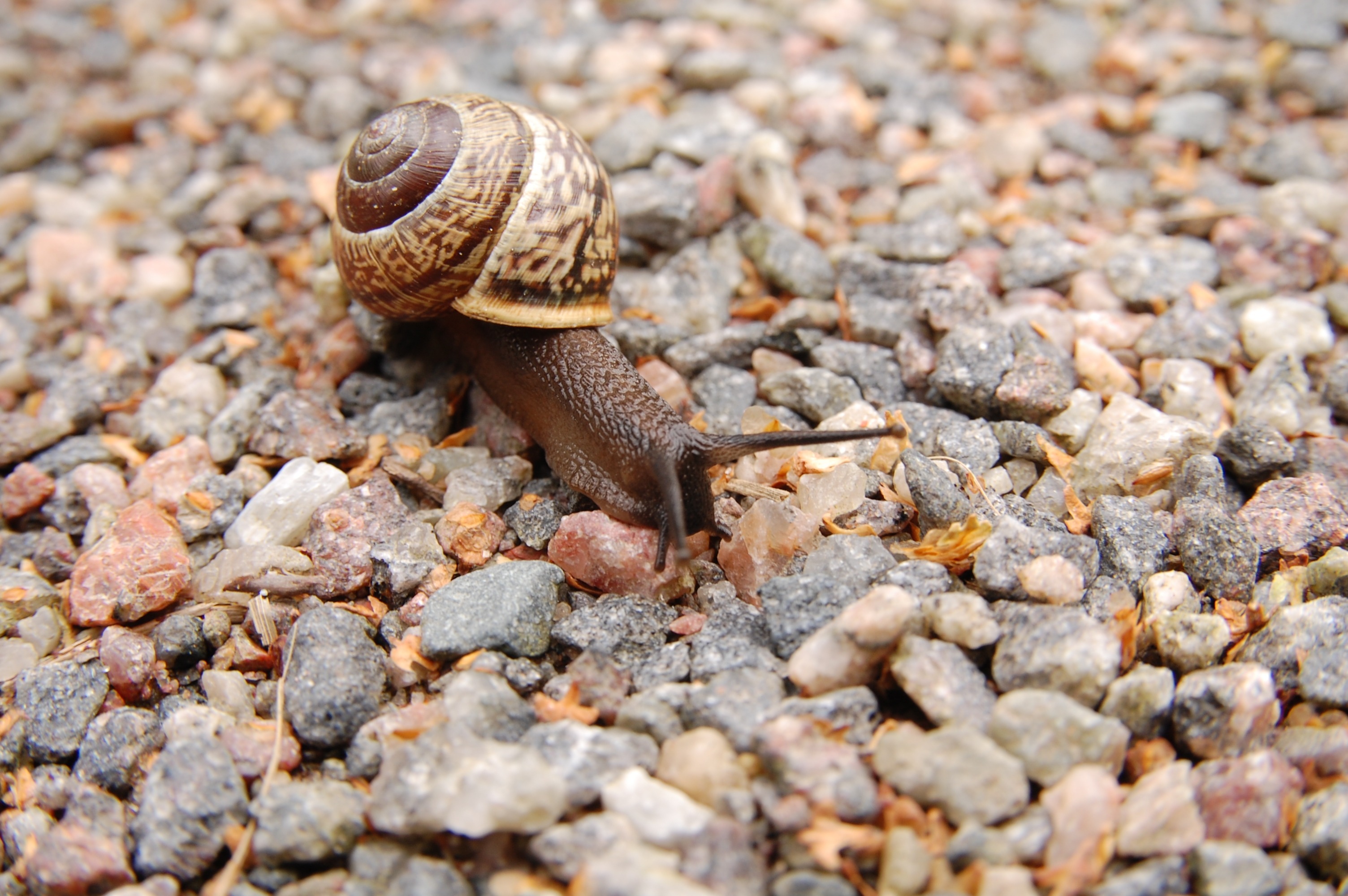 Animal Snail HD Wallpaper | Background Image