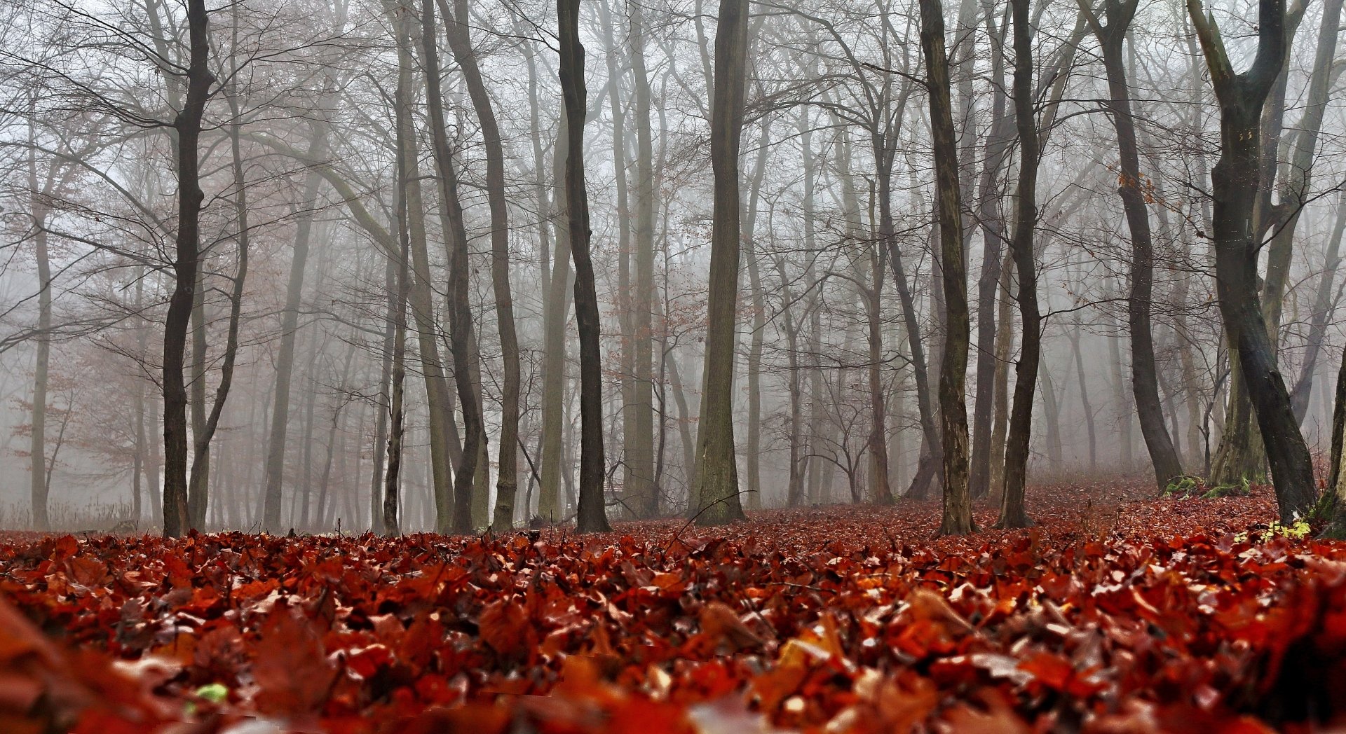 Misty Autumn Forest: 4K Ultra HD Fall Leaves and Fog | 5452x2975 ...