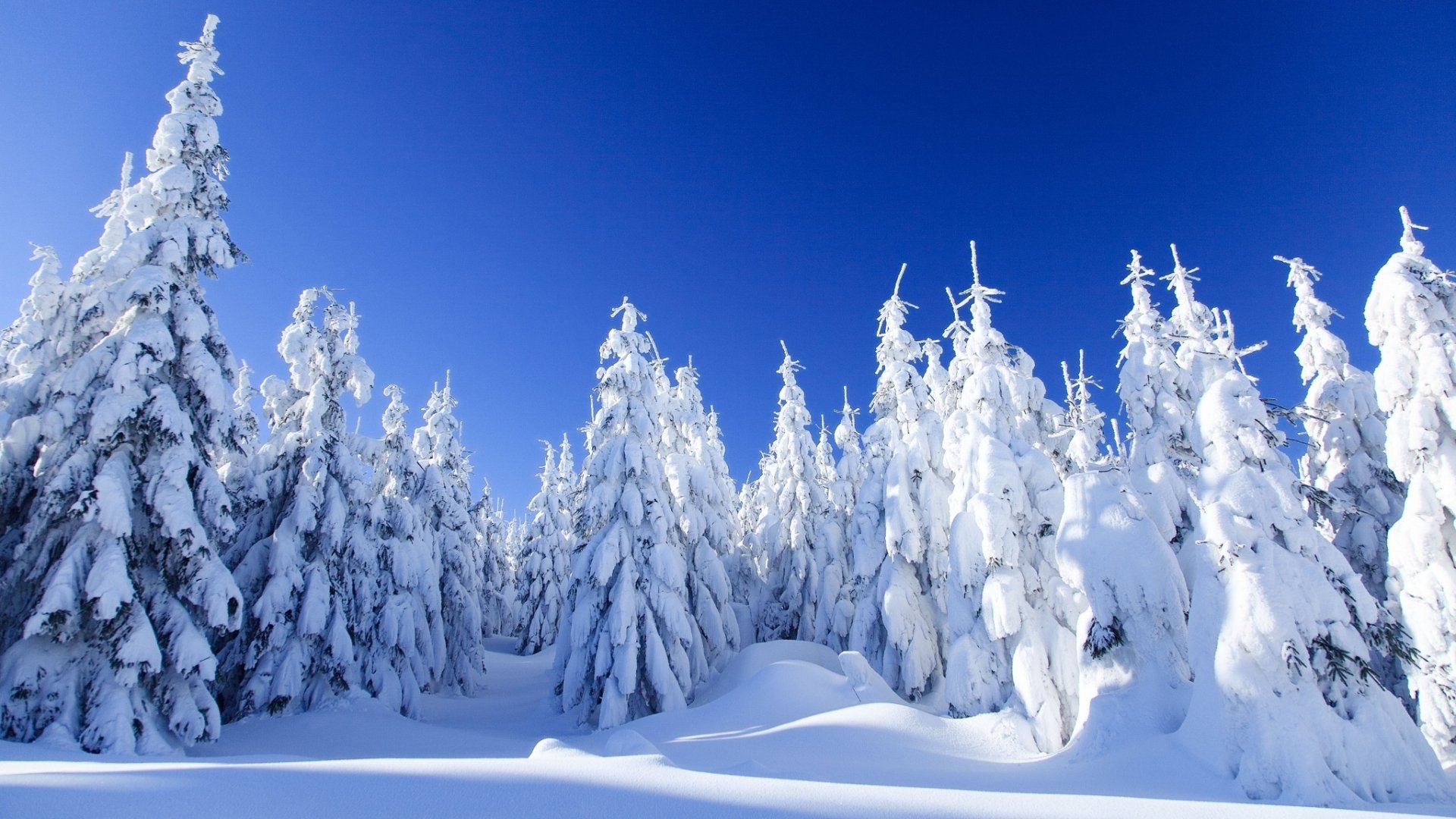 Download Forest White Tree Snow Nature Winter HD Wallpaper | 2048x1152 ...