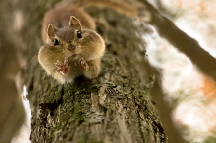 Close-up of a squirrel with cheeks full, perched on a textured tree bark. The background is softly blurred, showcasing the details of this charming rodent. High-definition desktop wallpaper.