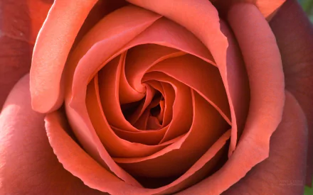 Close-up of a peach rose flower with spiraling petals in nature — HD PC desktop wallpaper and background.