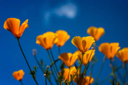  California poppy by radonracer