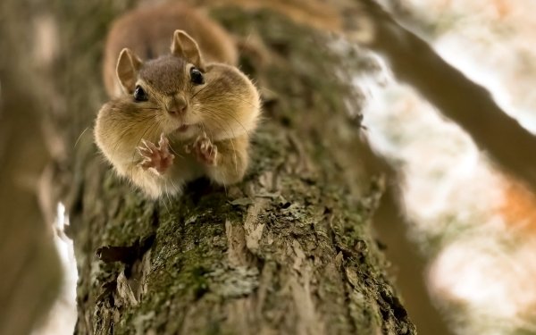 Animal Squirrel Close-Up Blur Rodent HD Wallpaper | Background Image