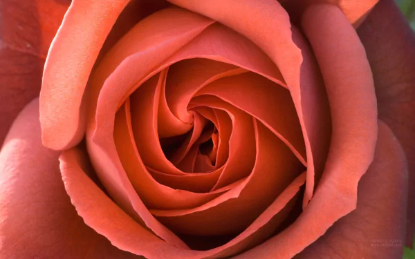 Close-up of a peach rose flower with spiraling petals in nature — HD PC desktop wallpaper and background.