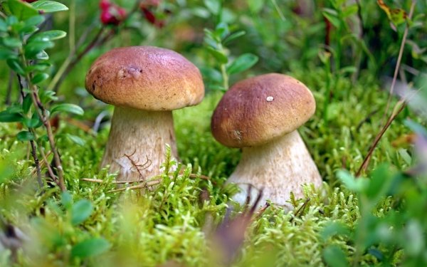 Nature Mushroom Moss Close-Up HD Wallpaper | Background Image