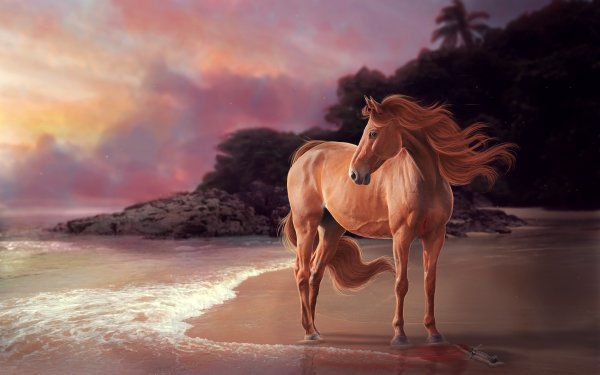 Animal Horse Beach Sunset HD Wallpaper | Background Image