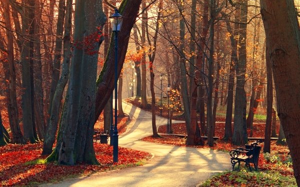 Photography Park Fall Tree Bench Road HD Wallpaper | Background Image