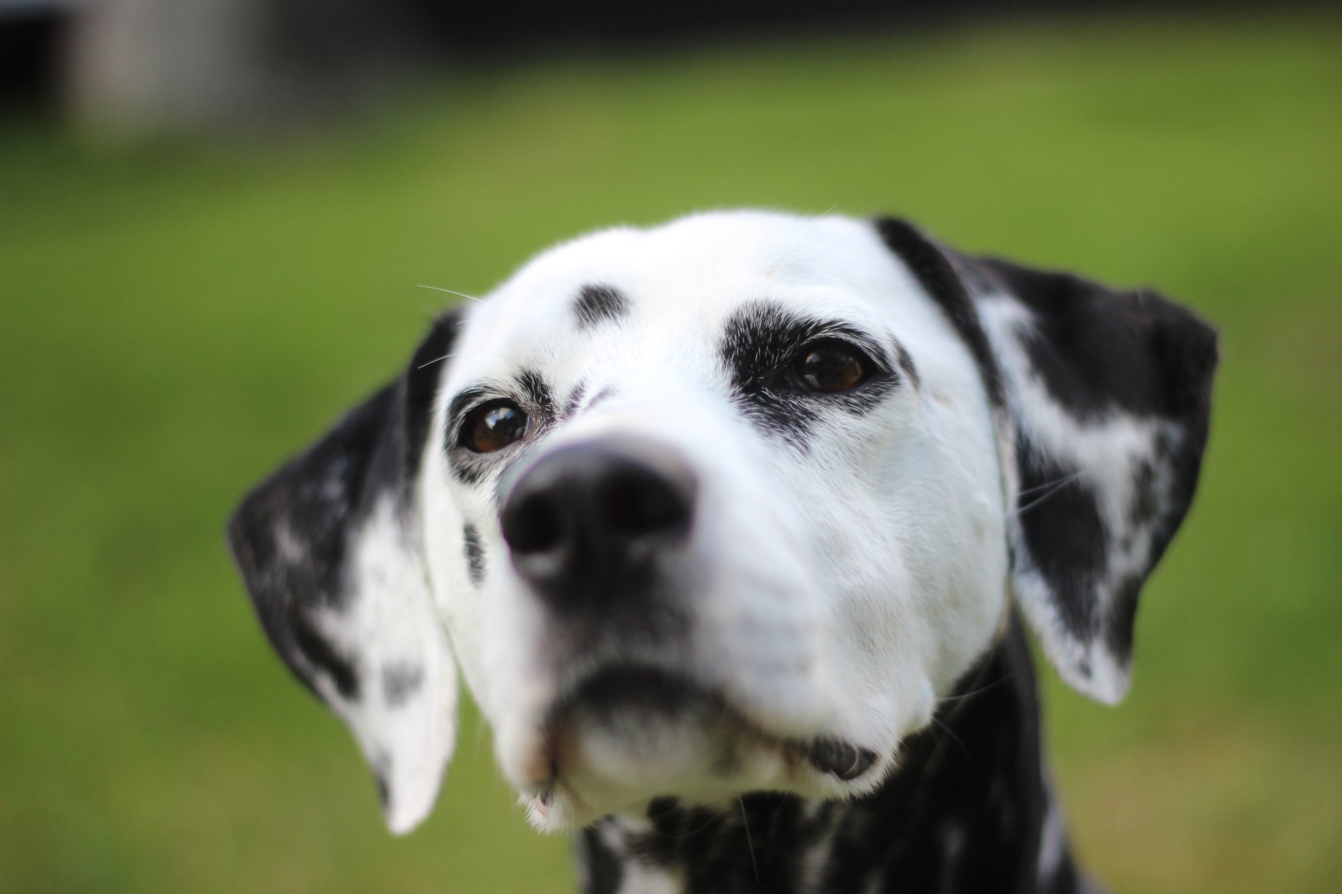 Close-up of a Dalmatian dog wearing a muzzle, captured in sharp detail with a blurred green background, showcased as a 4K Ultra HD PC desktop wallpaper.