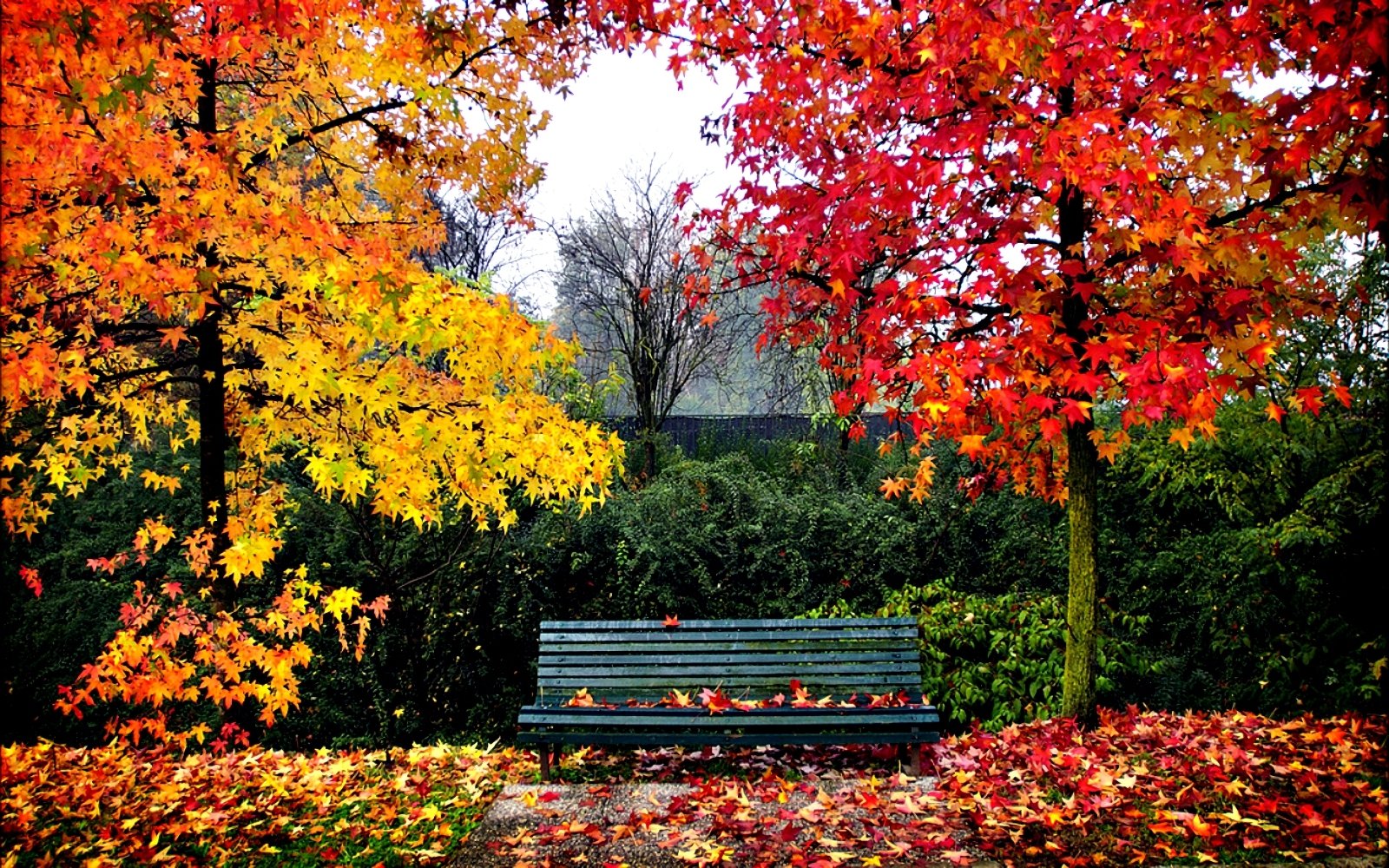  Bench  in Autumn  Park  Wallpaper and Background Image 