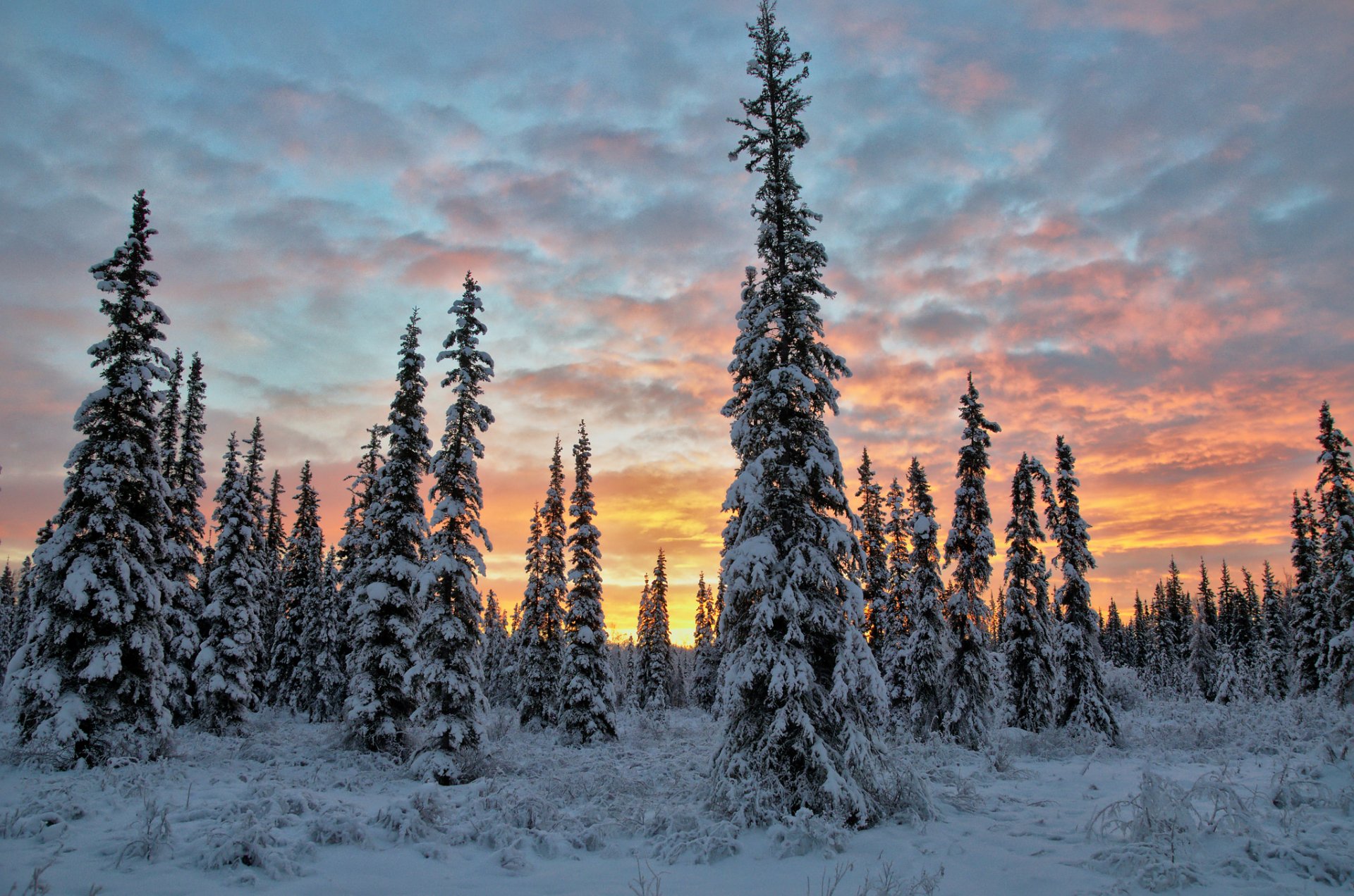 Download Sunset Cloud Sky Snow Tree Forest Nature Winter Winter Sunset ...