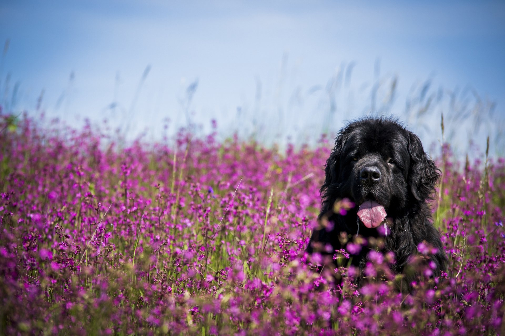 Download Muzzle Purple Flower Flower Meadow Dog Animal Newfoundland 4k Ultra HD Wallpaper