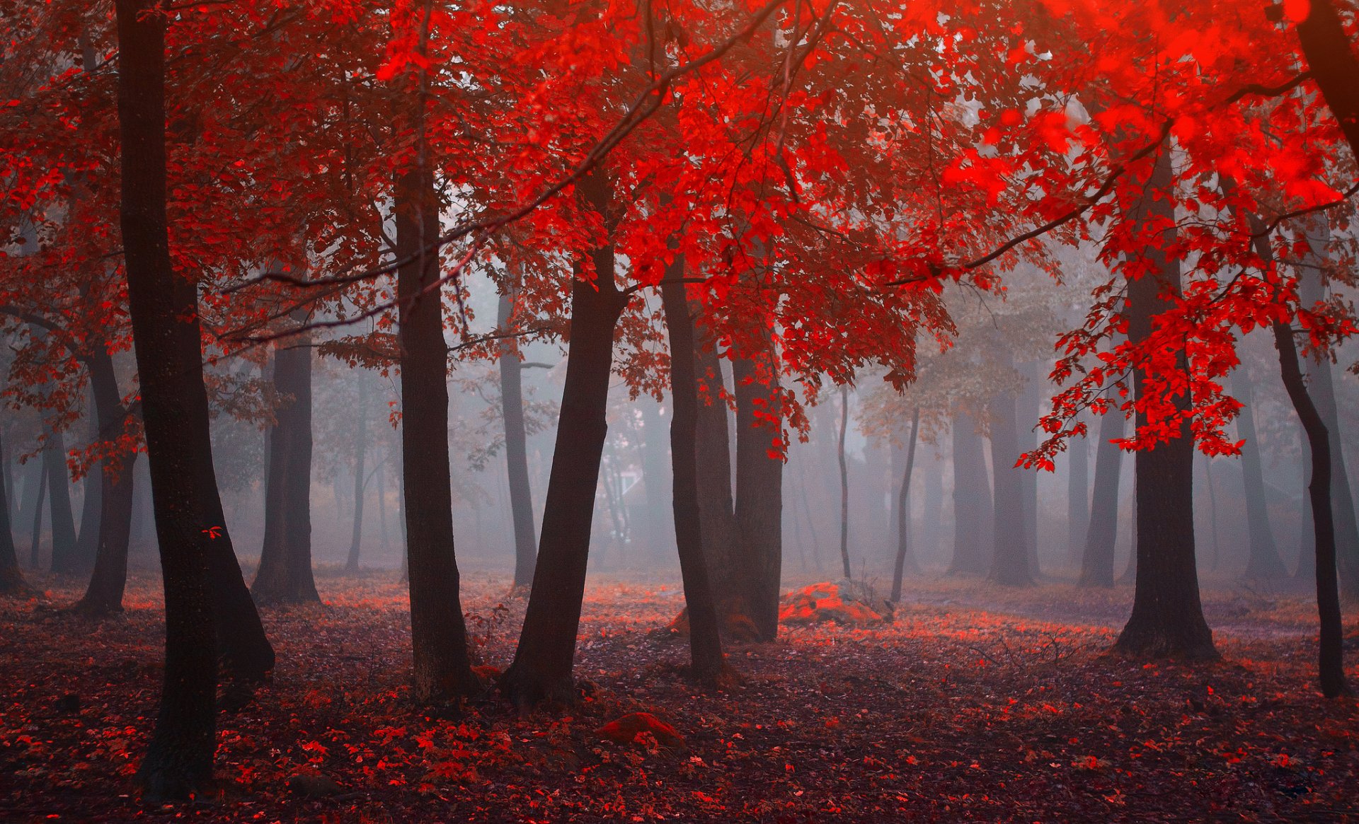 HD desktop wallpaper featuring a foggy forest with vivid red fall leaves, showcasing a striking depth of field in a serene nature scene.