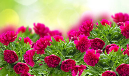  Pink Peonies