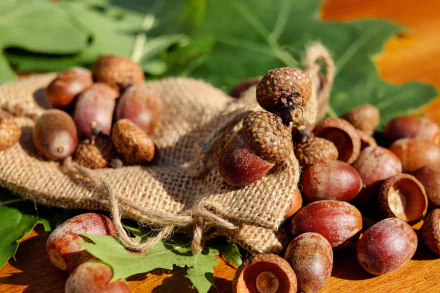food acorn HD Desktop Wallpaper | Background Image