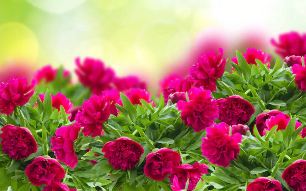 Vibrant pink peony flowers with lush green leaves set against a softly blurred natural background, presented as an HD PC desktop wallpaper.