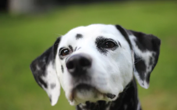 Close-up of a Dalmatian dog wearing a muzzle, captured in sharp detail with a blurred green background, showcased as a 4K Ultra HD PC desktop wallpaper.
