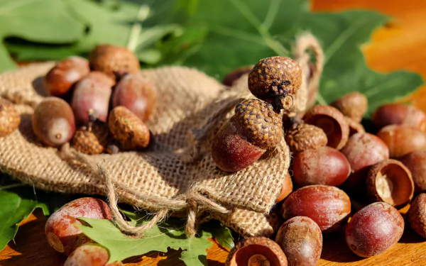 food acorn HD Desktop Wallpaper | Background Image