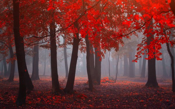 Earth Fall Forest Tree Nature Fog Depth Of Field HD Wallpaper | Background Image