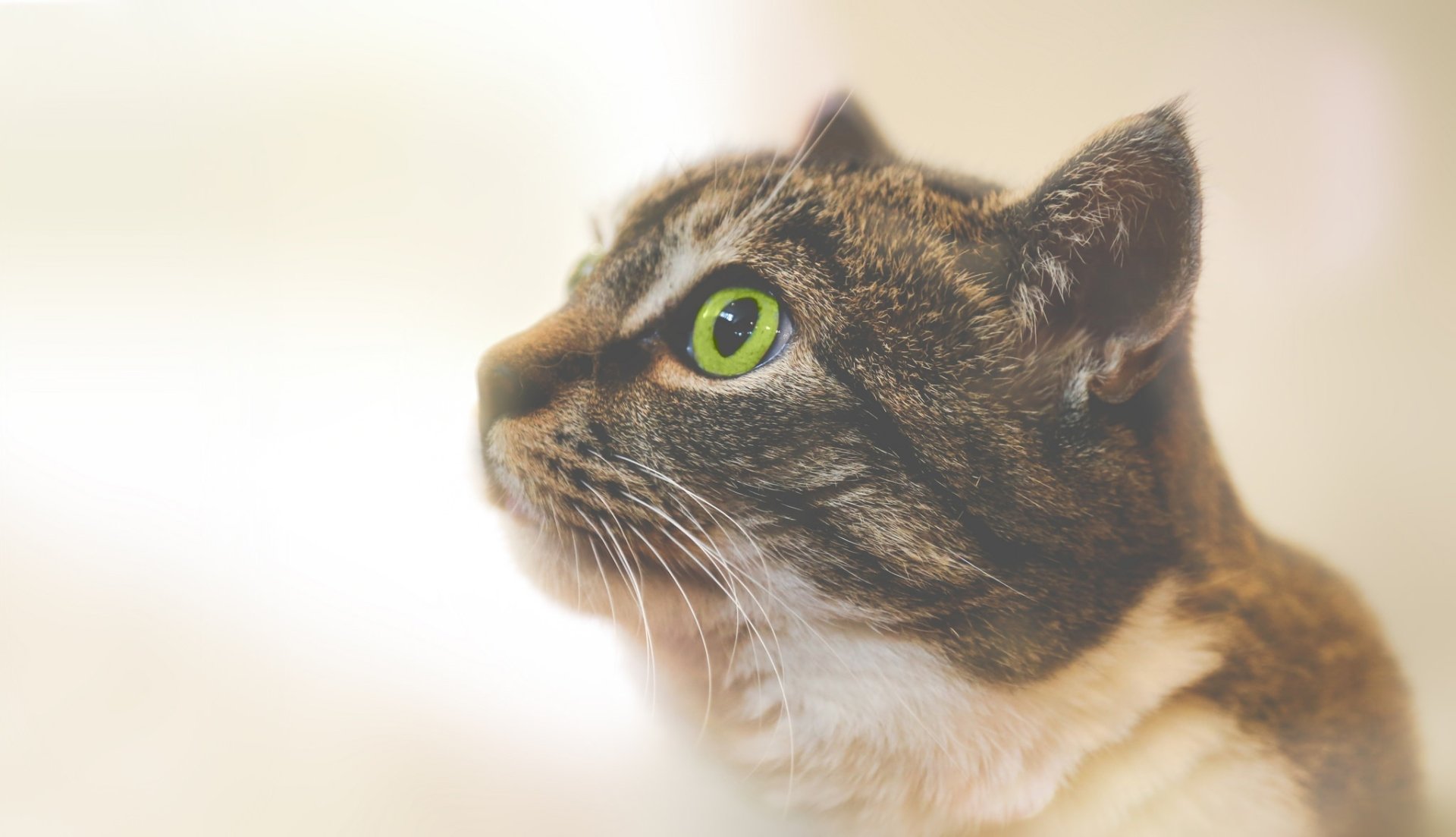 Download Green Eyes Animal Cat HD Wallpaper