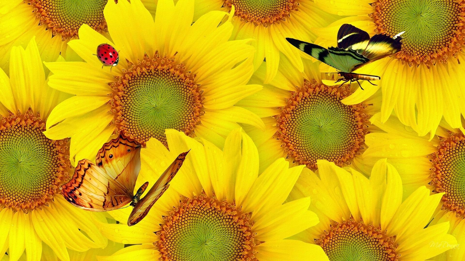 1920x1080 Sunflowers and Butterflies Wallpaper Background Image. 
