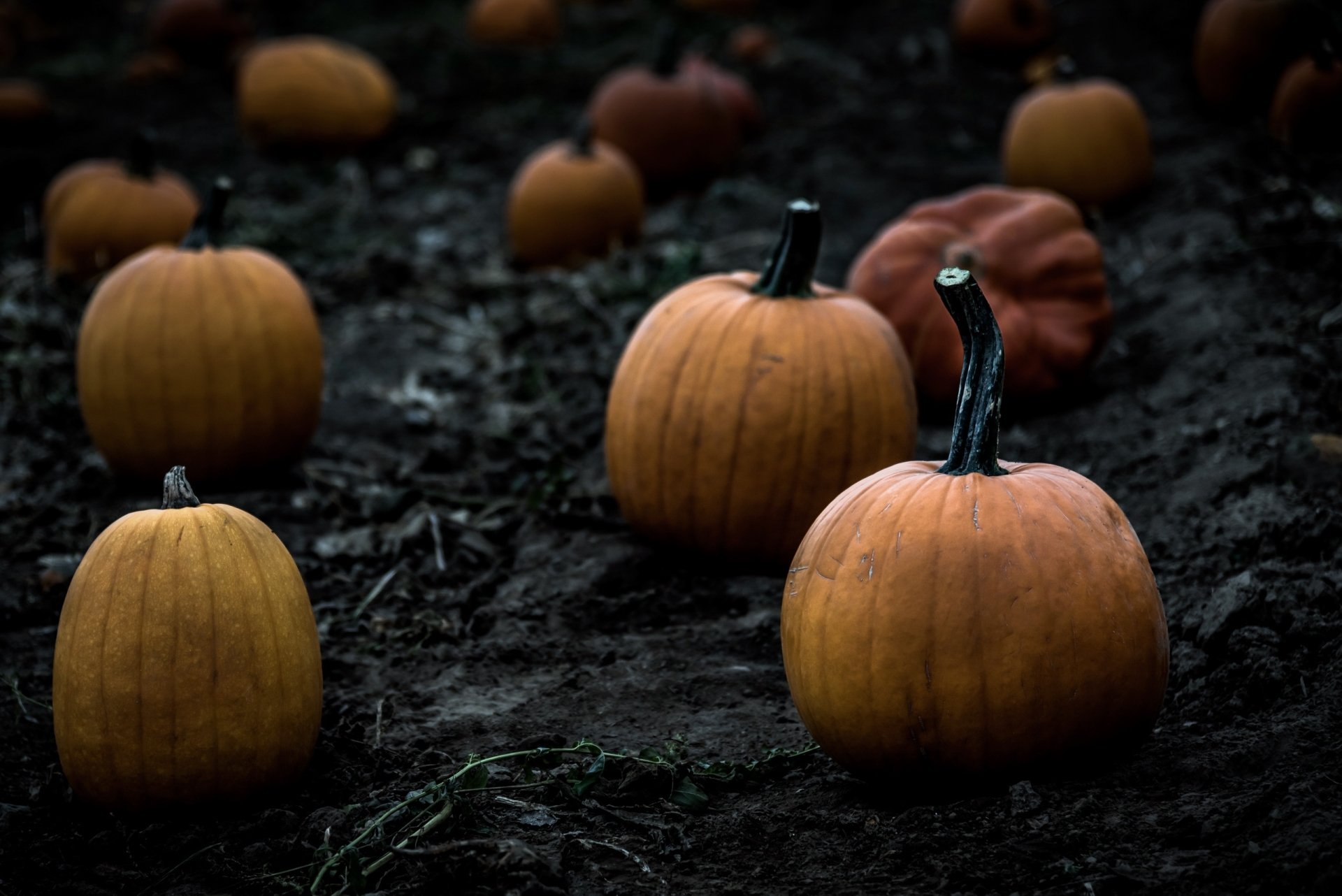 Download Food Pumpkin HD Wallpaper