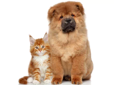 dog chow chow cat Animal Cat & Dog HD Desktop Wallpaper | Background Image