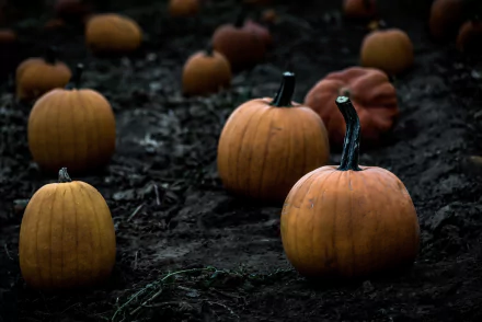 food pumpkin HD Desktop Wallpaper | Background Image