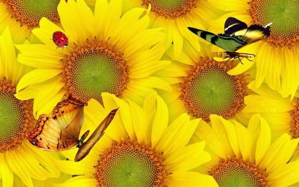Artistic Flower Flowers Sunflower Butterfly Ladybug Yellow Flower HD Wallpaper | Background Image