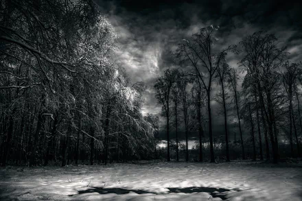 A monochrome image of a snow-covered landscape at night, featuring tall trees against a dramatic sky filled with clouds, capturing the serene beauty of winter nature.
