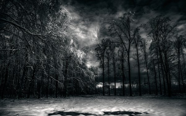 Earth Winter Cloud Sky Night Tree Snow Black & White HD Wallpaper | Background Image