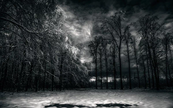 A monochrome image of a snow-covered landscape at night, featuring tall trees against a dramatic sky filled with clouds, capturing the serene beauty of winter nature.