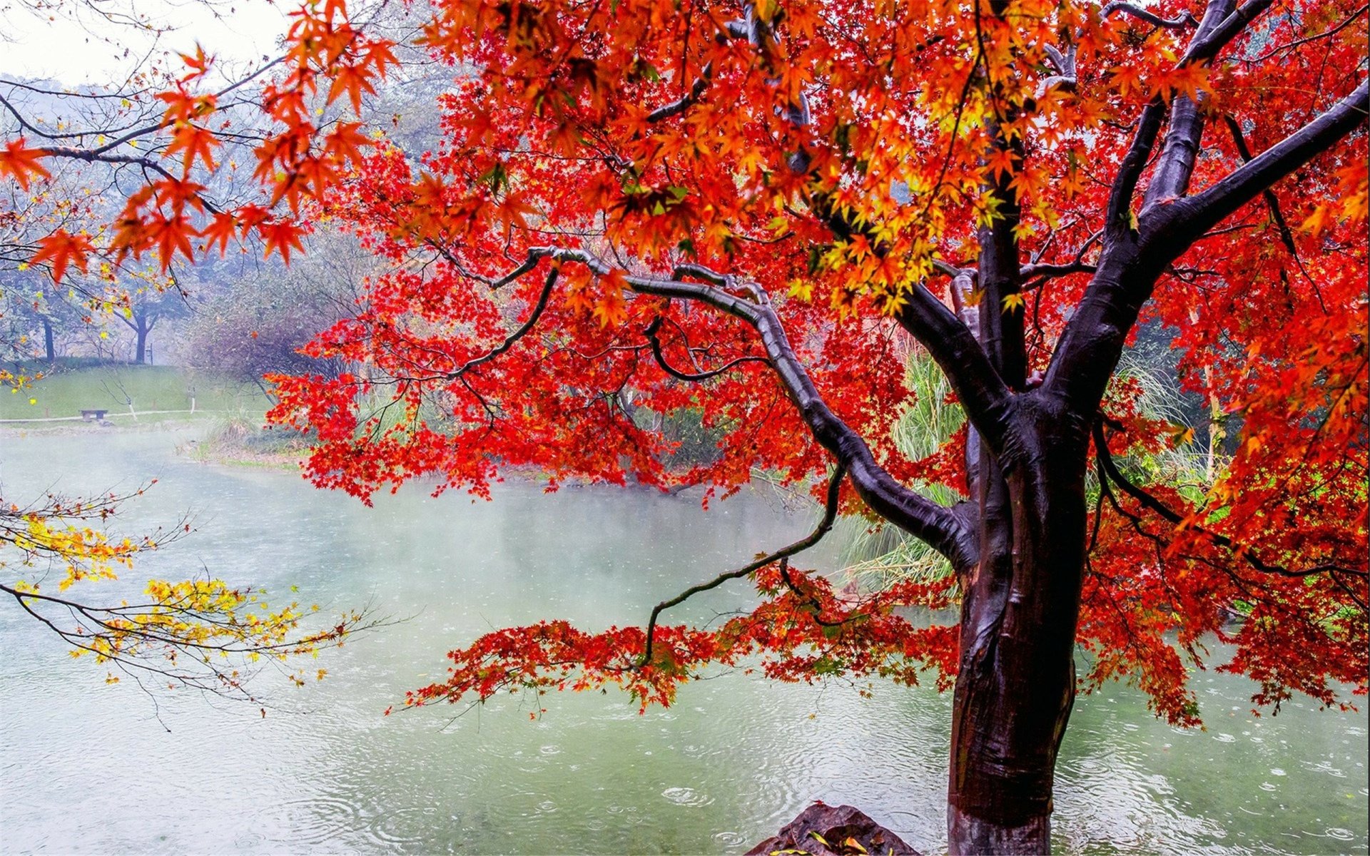 Autumn Tree on a Rainy Day HD Wallpaper | Background Image | 2560x1600