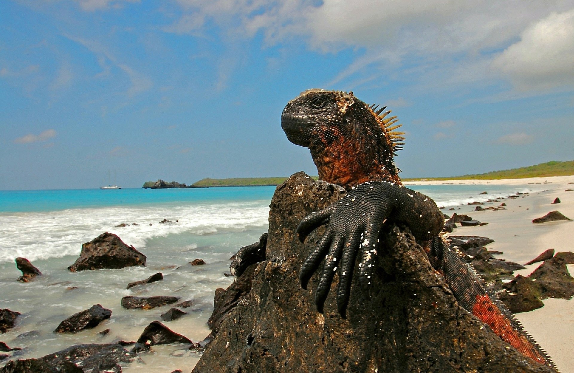 Animal Iguana HD Wallpaper