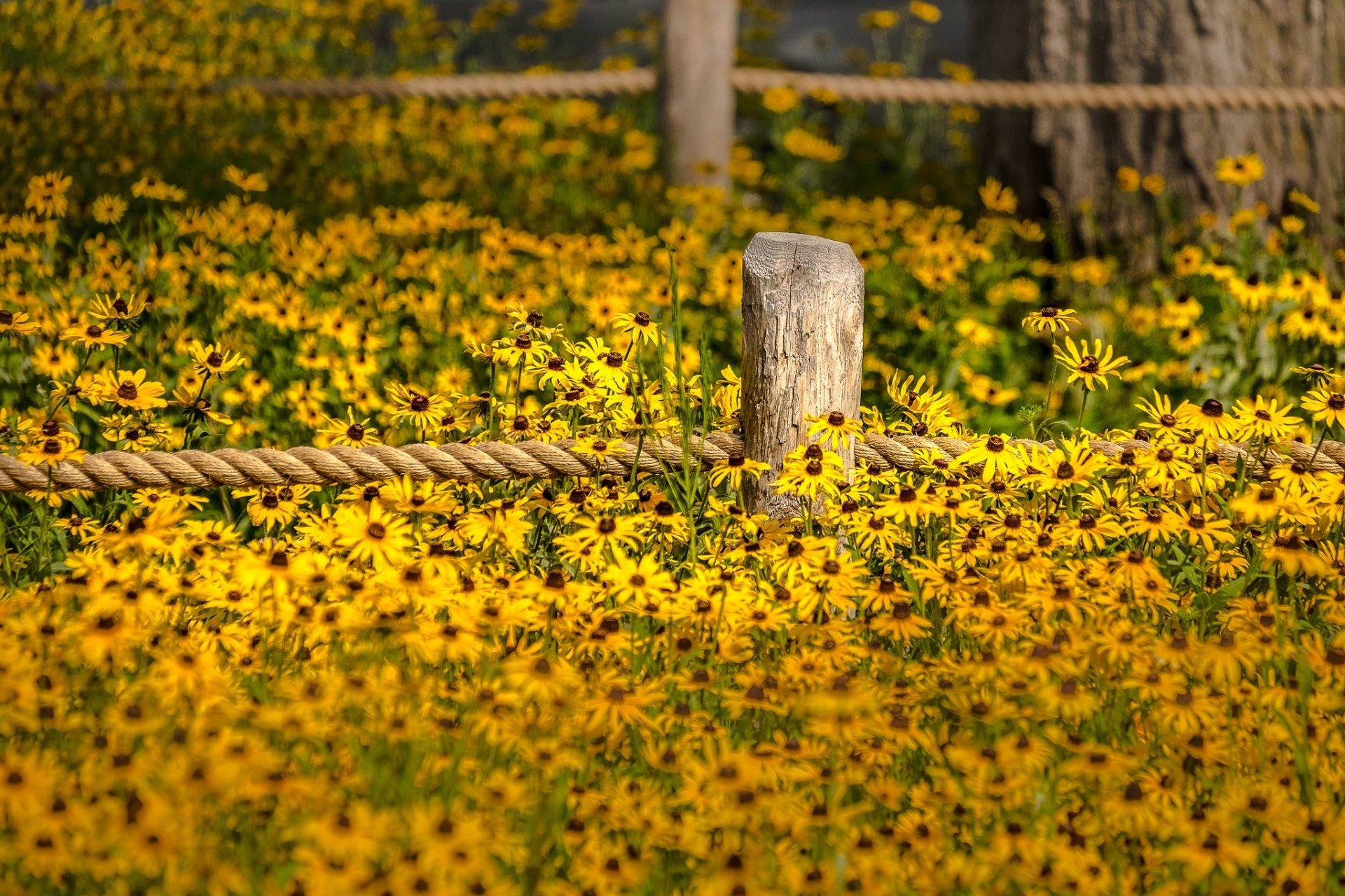 Download Depth Of Field Yellow Flower Field Nature Flower  HD Wallpaper by Janet Capling