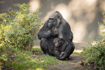 A baby gorilla clings to an adult gorilla in a natural setting, captured in stunning 4K Ultra HD as a vibrant primate and monkey animal desktop wallpaper.