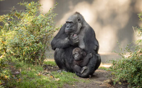 A baby gorilla clings to an adult gorilla in a natural setting, captured in stunning 4K Ultra HD as a vibrant primate and monkey animal desktop wallpaper.