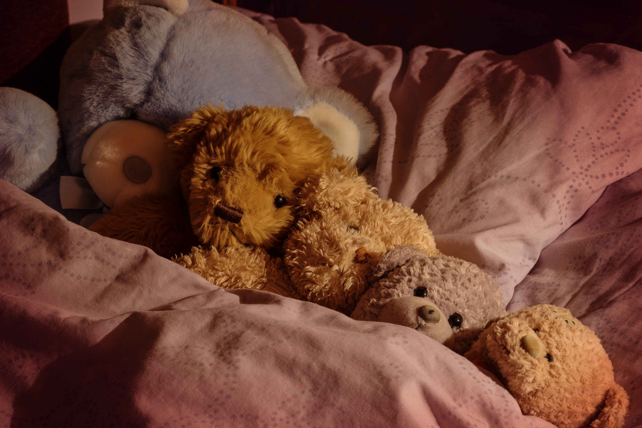 340+ Teddy Bear HD Wallpapers and Backgrounds
